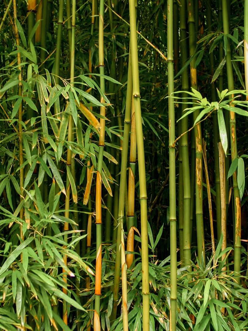 Acústica de bambu